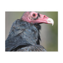 Vulture Bird Raptor Red Face