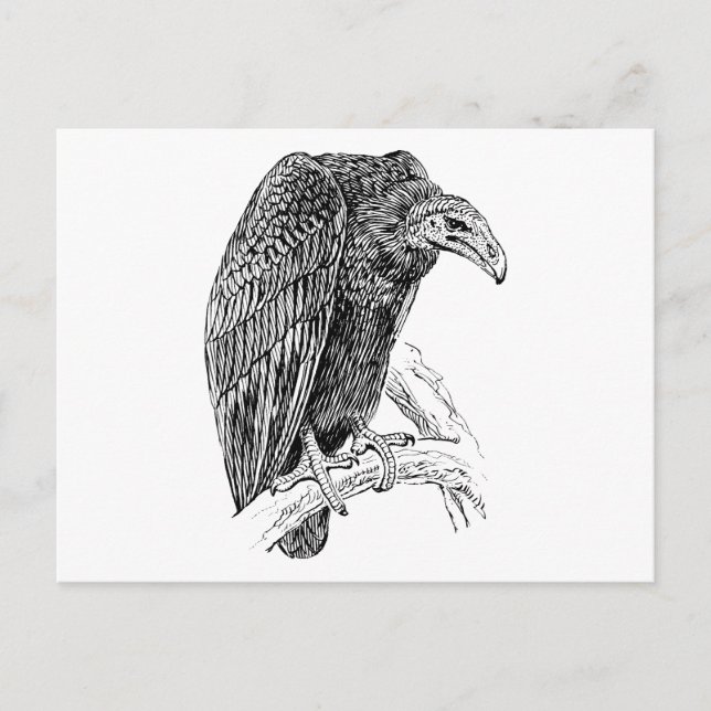 Vulture Bird Realistic Sketch Postcard (Front)
