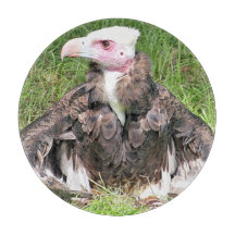 VULTURE