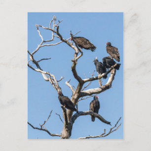 Vulture Family Tree Postcard