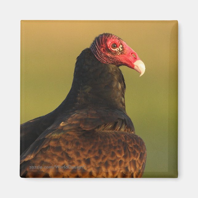 Vulture Magnet (Front)