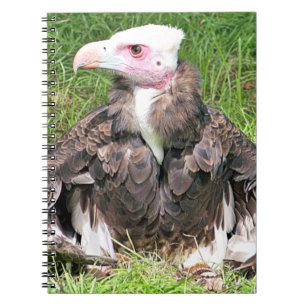 VULTURE NOTEBOOK