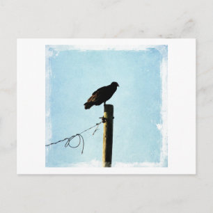 Vulture Postcard