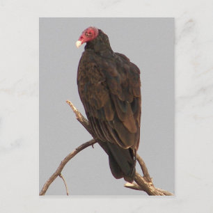 Vulture Postcard