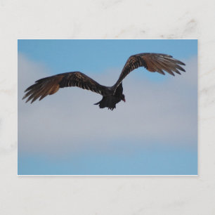 Vulture Postcard