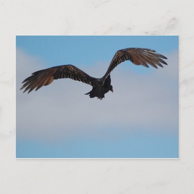 Vulture Postcard (Front)