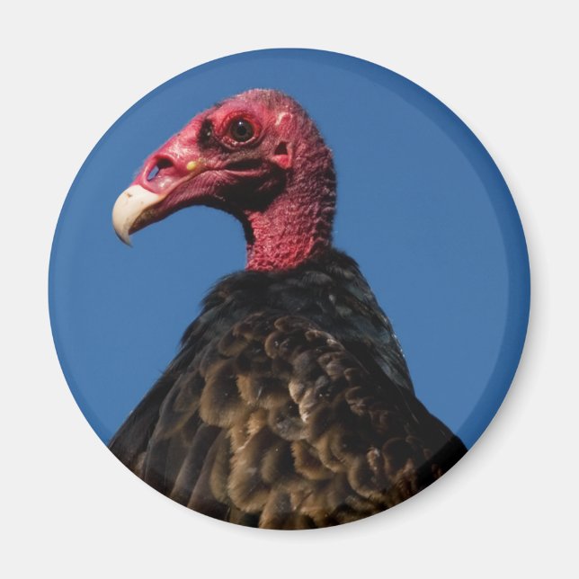 Vulture Profile Magnet (Front)