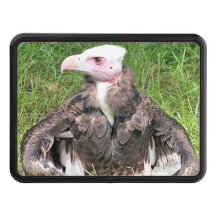 VULTURE