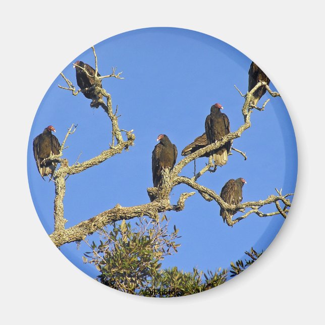 Vultures Magnet (Front)