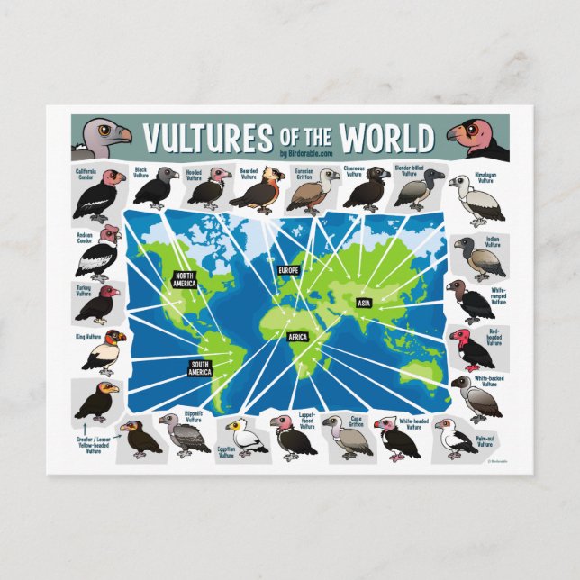 Vultures of the World Map Postcard (Front)