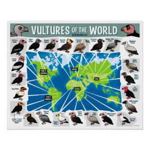Vultures of the World Map Poster