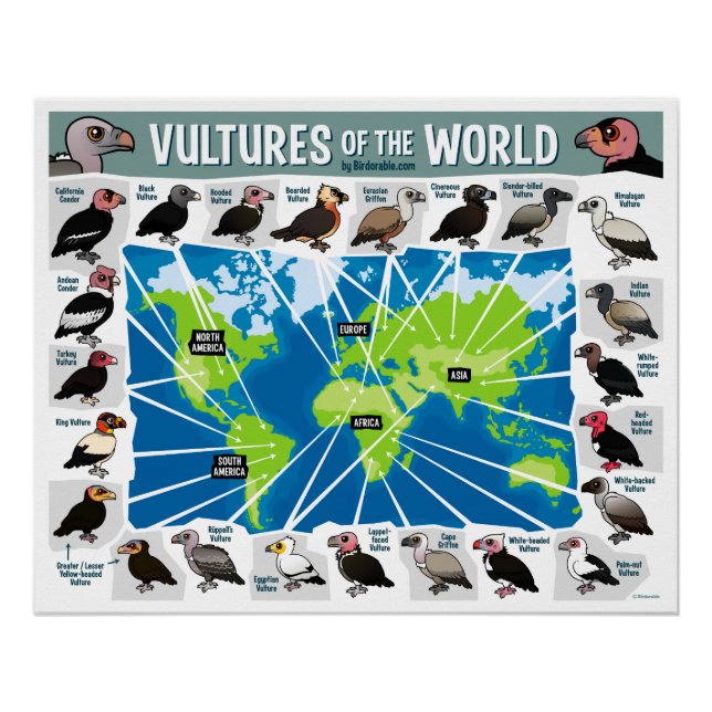 Vultures of the World Map Poster (Front)
