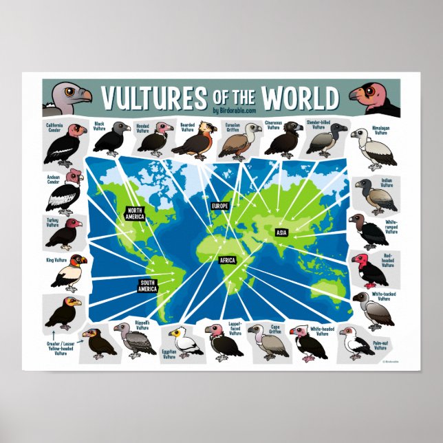Vultures of the World Poster (Front)
