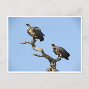 vultures postcard