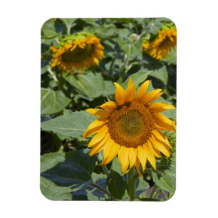 WA, Kittitas County, Sunflower Field Magnet