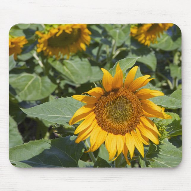 WA, Kittitas County, Sunflower Field Mouse Pad (Front)