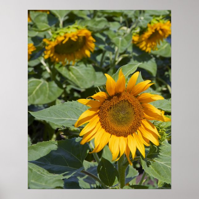 WA, Kittitas County, Sunflower Field Poster (Front)