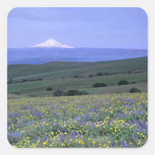 WA, Klickitat County, Dalles Mountain Ranch, Square Sticker