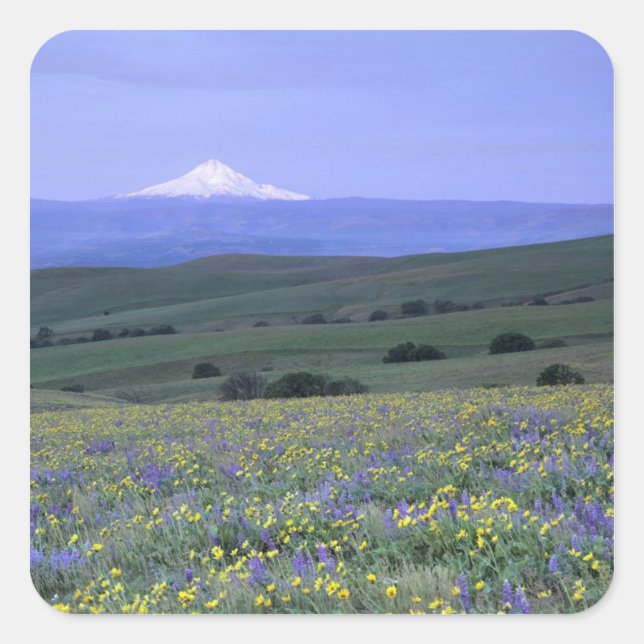 WA, Klickitat County, Dalles Mountain Ranch, Square Sticker (Front)