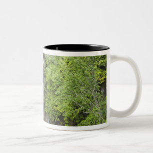 WA, Mount Rainier National Park, Christine Falls Two-Tone Coffee Mug