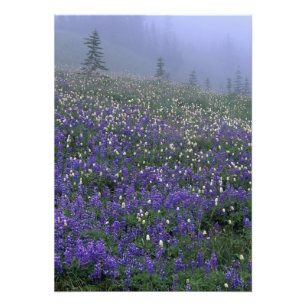 WA, Mt. Rainier NP, Lupine and Bistort meadow Photo Print