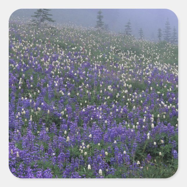WA, Mt. Rainier NP, Lupine and Bistort meadow Square Sticker (Front)
