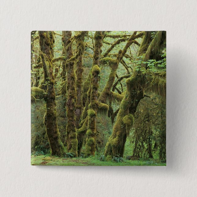 WA, Olympic NP, Hoh Rain Forest, Hall of 2 Inch Square Button (Front)