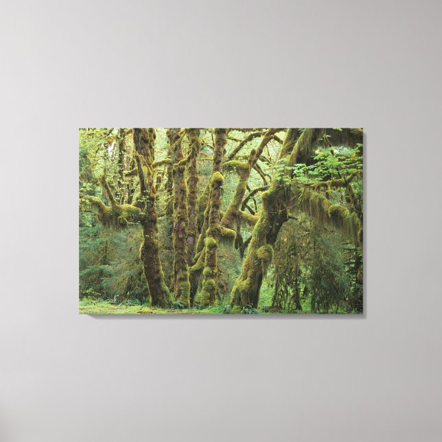 WA, Olympic NP, Hoh Rain Forest, Hall of Canvas Print (Front)