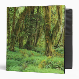 WA, Olympic NP, Quinault Rain Forest, moss Binder