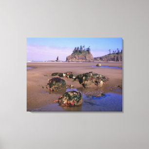WA, Olympic NP, Second Beach with tidepools and Canvas Print