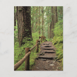 WA, Olympic NP, Sol Duc Valley, rainforest Postcard