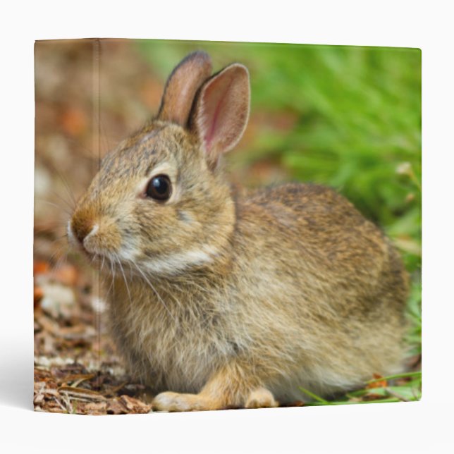 WA, Redmond, Eastern Cottontail baby rabbit Binder (Front/Spine)