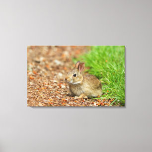 WA, Redmond, Eastern Cottontail baby rabbit Canvas Print