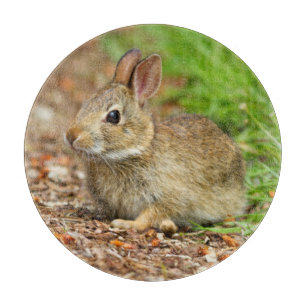 WA, Redmond, Eastern Cottontail baby rabbit Cutting Board