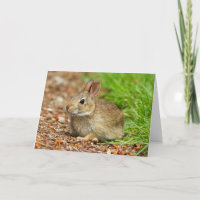 WA, Redmond, Eastern Cottontail baby rabbit