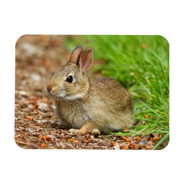 WA, Redmond, Eastern Cottontail baby rabbit Magnet (Horizontal)