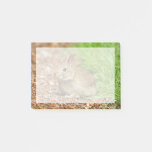 WA, Redmond, Eastern Cottontail baby rabbit Post-it Notes