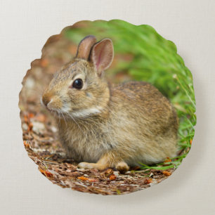 WA, Redmond, Eastern Cottontail baby rabbit Round Pillow