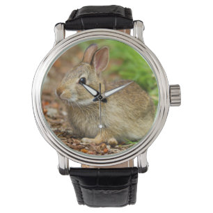 WA, Redmond, Eastern Cottontail baby rabbit Watch