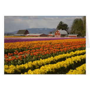 WA, Skagit Valley, champs de tulipe en floraison, 
