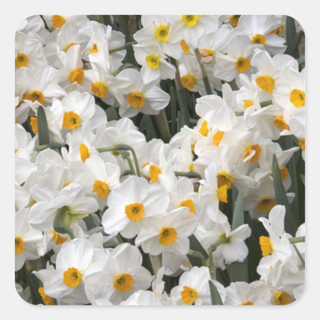 WA, Skagit Valley, Daffodil pattern Square Sticker (Front)