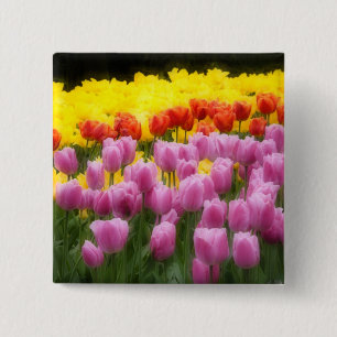 WA, Skagit Valley, Roozengaarde Tulip Garden, 2 Inch Square Button