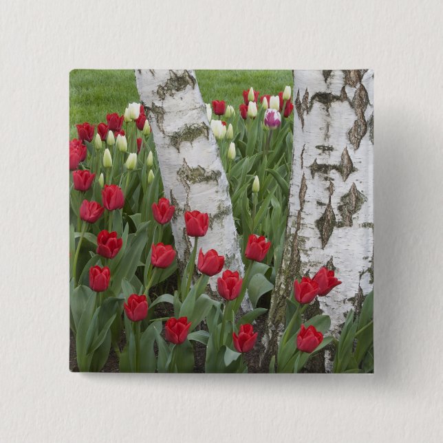 WA, Skagit Valley, Roozengaarde Tulip Garden 2 Inch Square Button (Front)