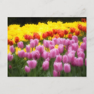 WA, Skagit Valley, Roozengaarde Tulip Garden, 2 Postcard
