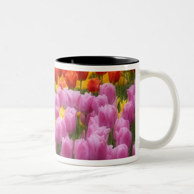 WA, Skagit Valley, Roozengaarde Tulip Garden, 2 Two-Tone Coffee Mug (Right)