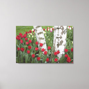 WA, Skagit Valley, Roozengaarde Tulip Garden Canvas Print