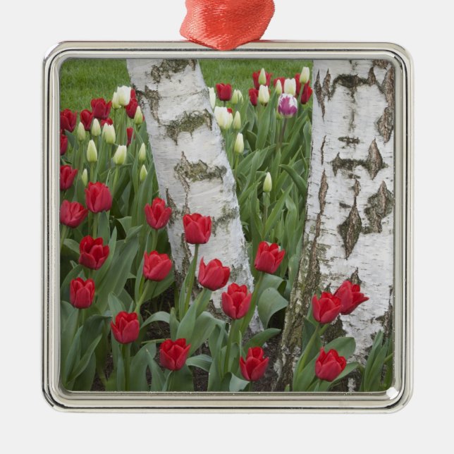 WA, Skagit Valley, Roozengaarde Tulip Garden Metal Ornament (Front)