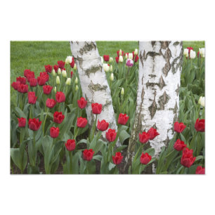 WA, Skagit Valley, Roozengaarde Tulip Garden Photo Print