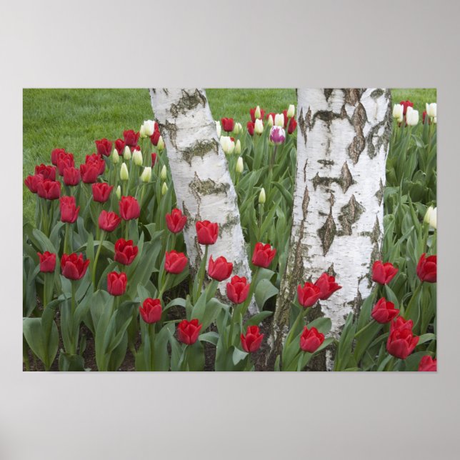 WA, Skagit Valley, Roozengaarde Tulip Garden Poster (Front)