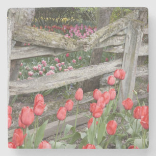WA, Skagit Valley, Roozengaarde Tulip Garden, Stone Coaster